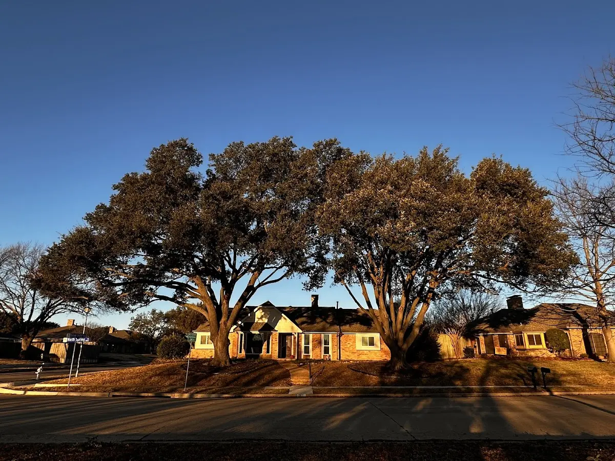 Established residential canopy tree shading a home in Clyde Park